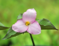 Good sized pink flowers from reddish buds